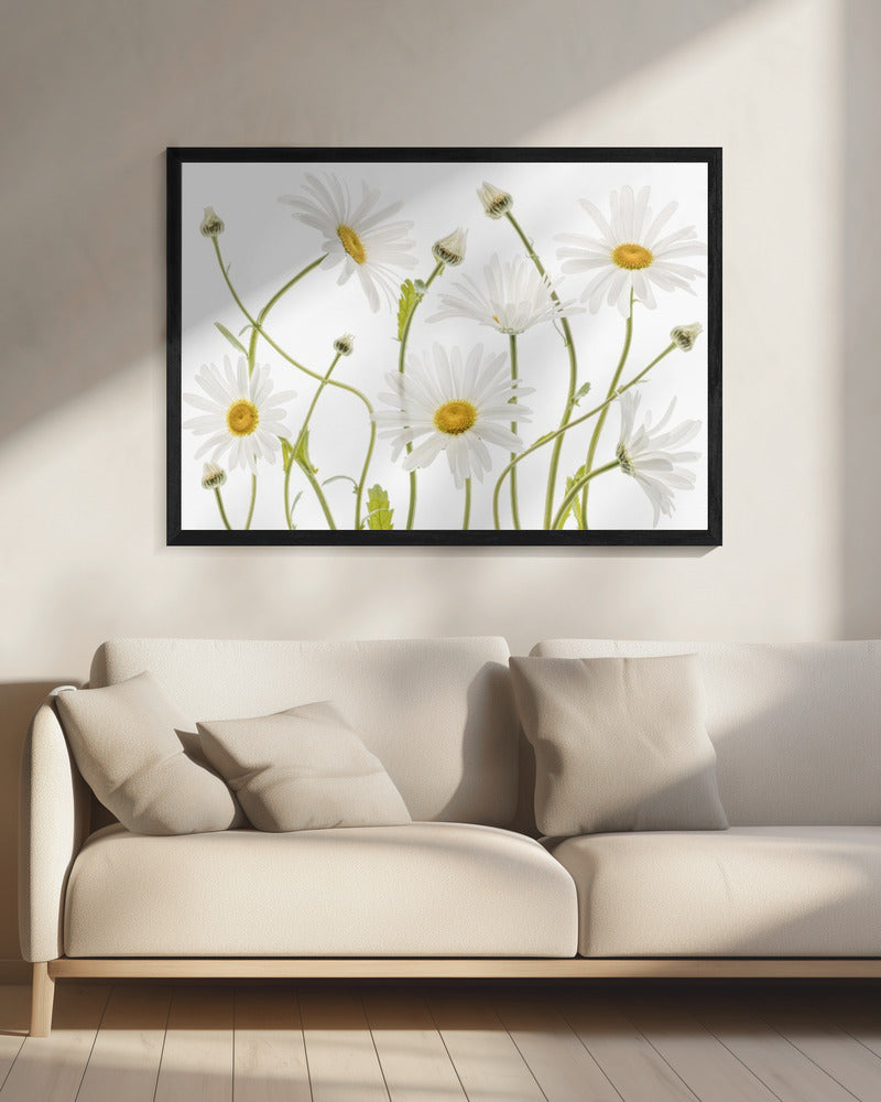 Ox eye Daisies | Canvas