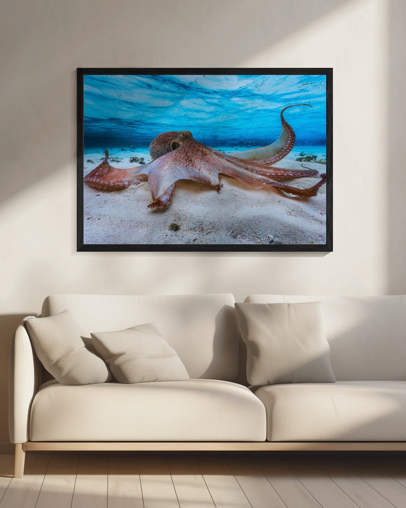 Octopus | Canvas