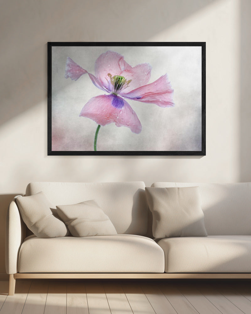 Pastel poppy | Canvas