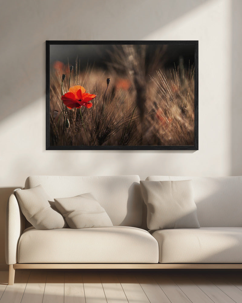 Poppy with corn | Canvas