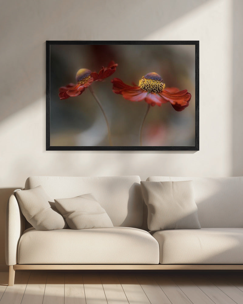 Helenium dance | Canvas
