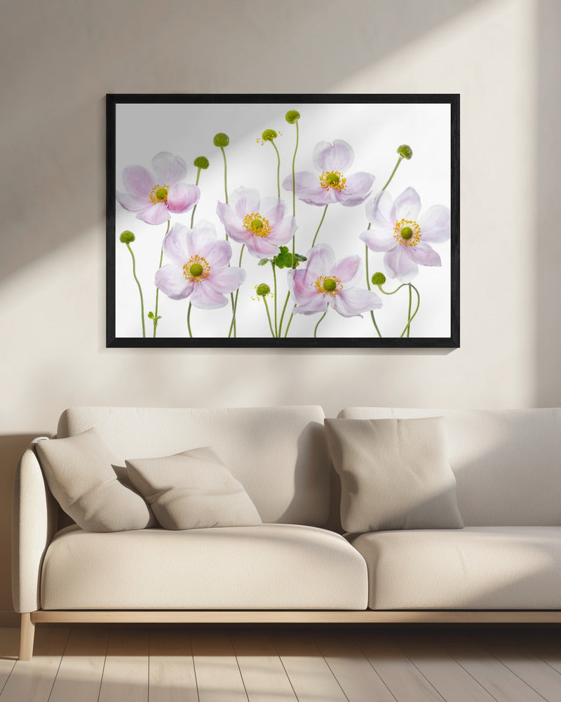 Japanese Anemones | Canvas