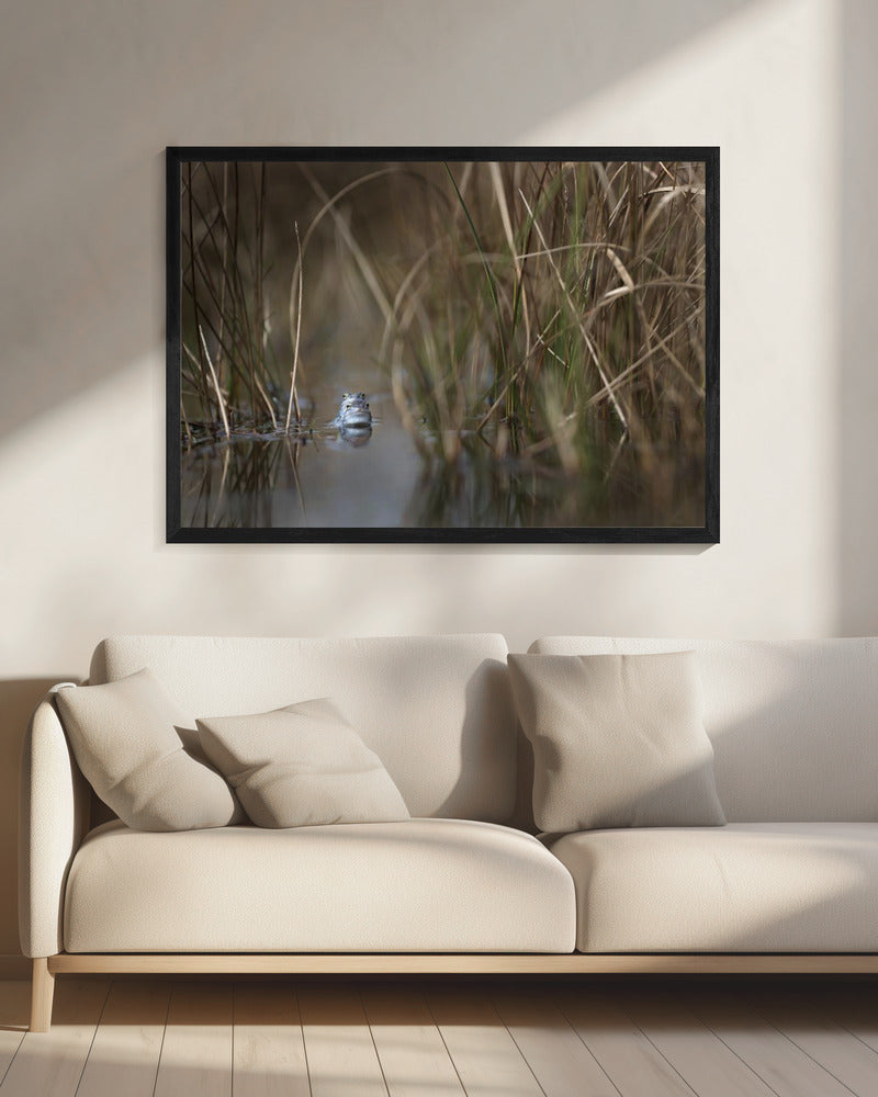 Two frogs | Canvas