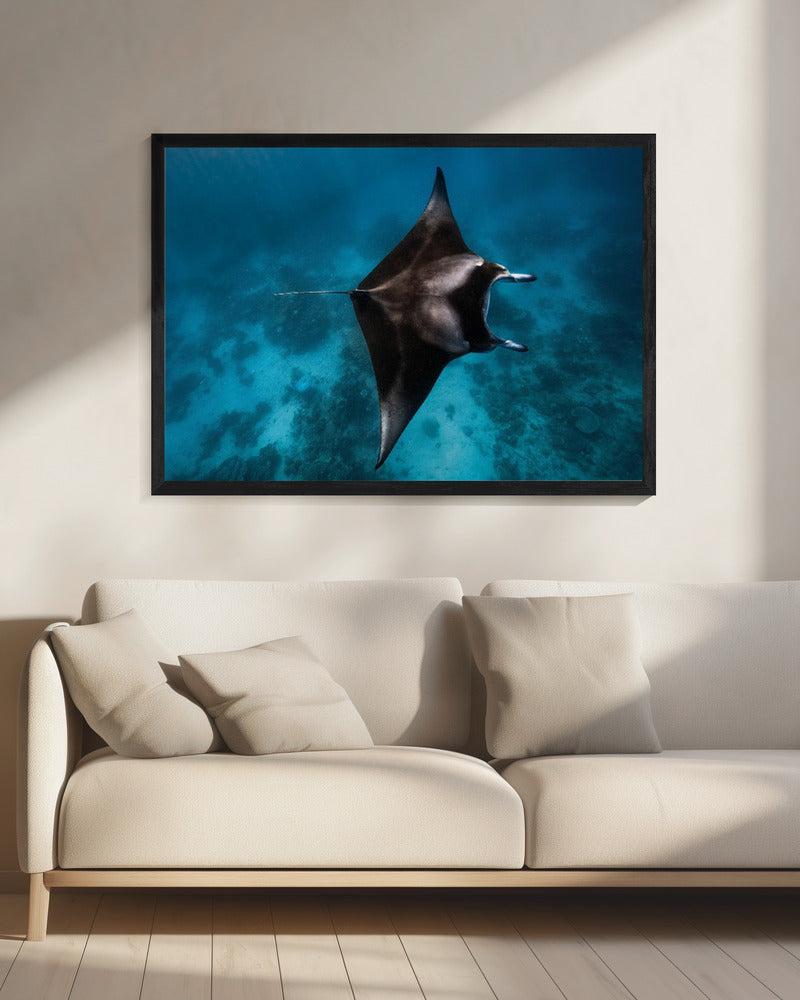 Manta fly!!! | Canvas
