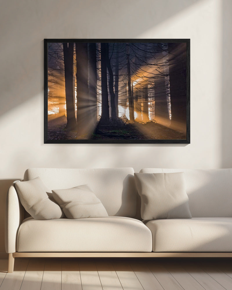 Forest | Canvas