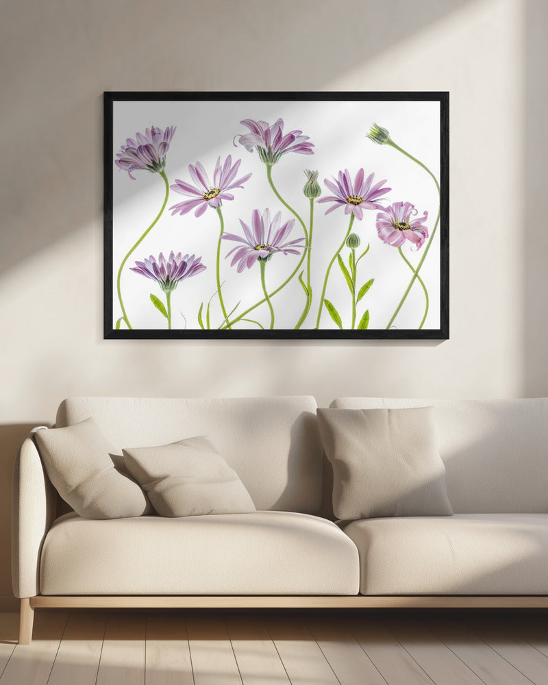 Cape Daisies | Canvas
