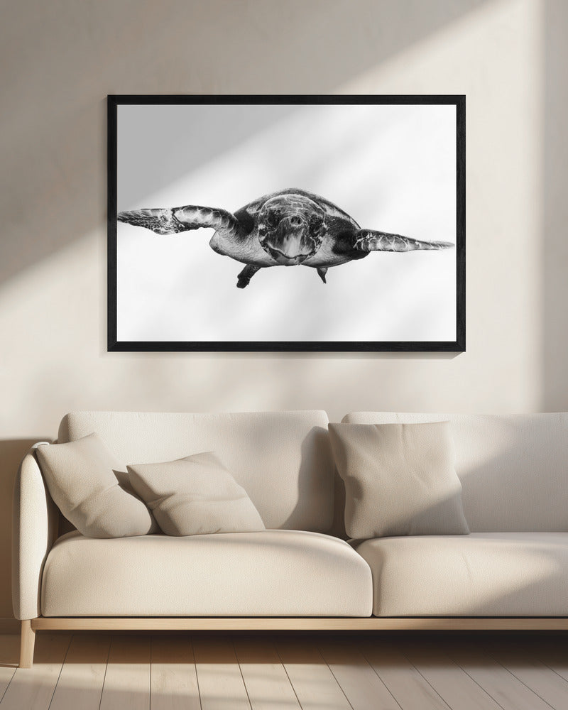 White and turtle | Canvas
