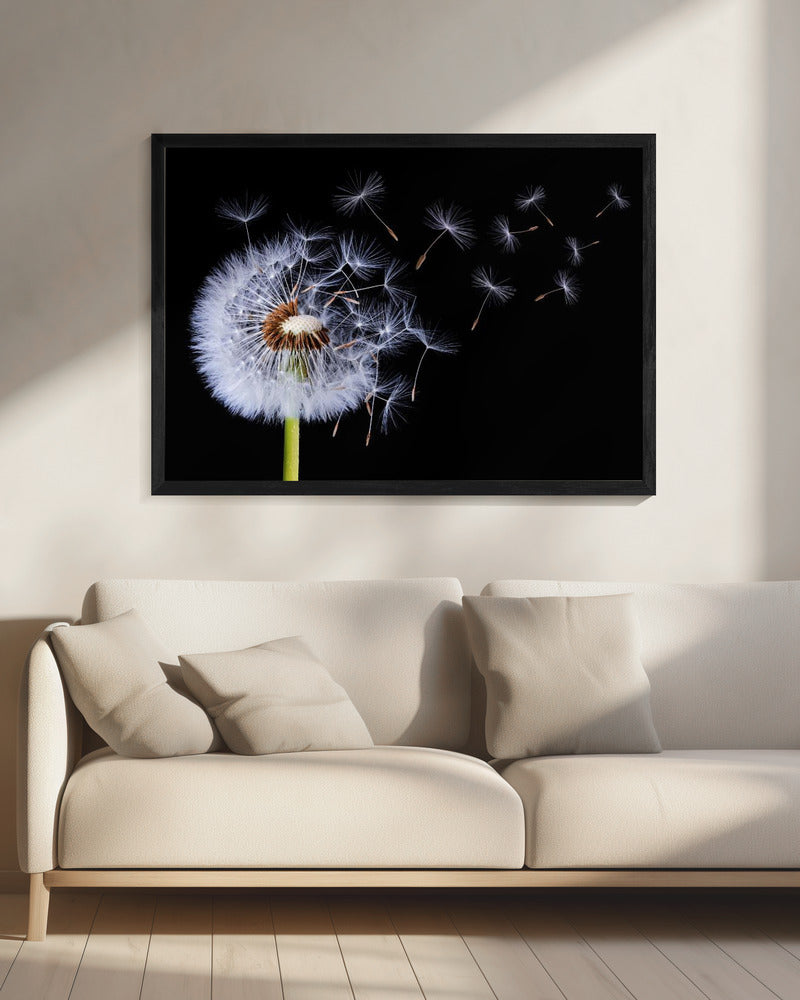 Dandelion Blowing | Canvas