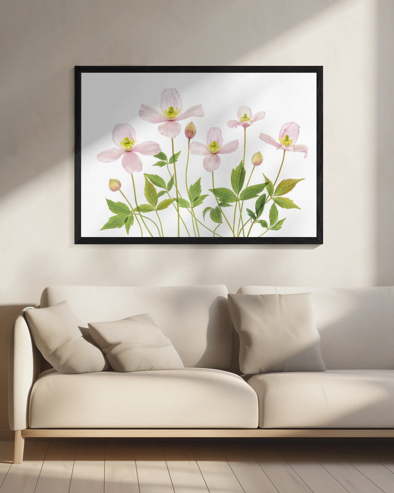 Clematis | Canvas