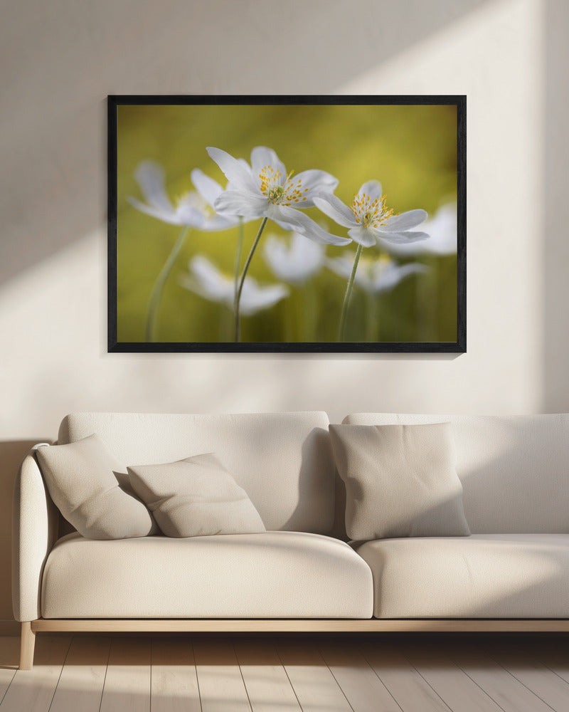 Wood Anemones | Canvas