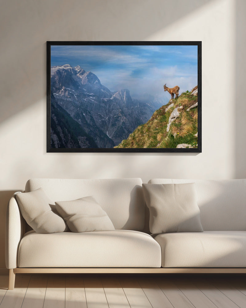 Alpine Ibex in the mountains | Canvas
