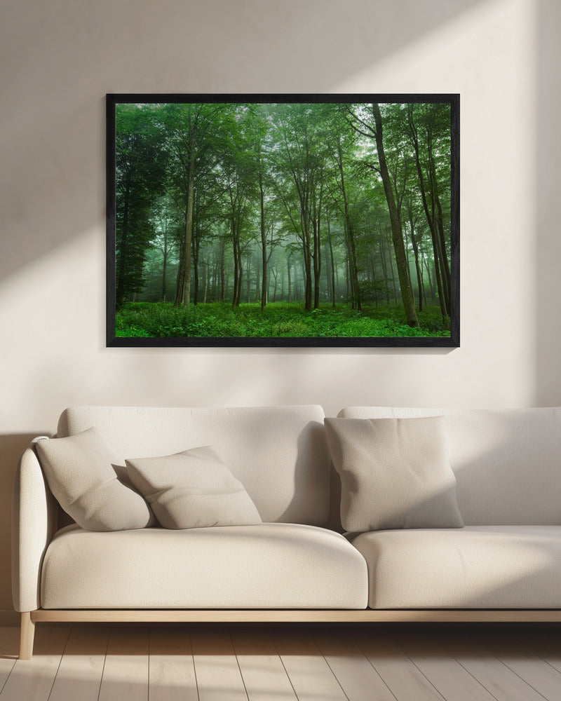 Forest View | Canvas