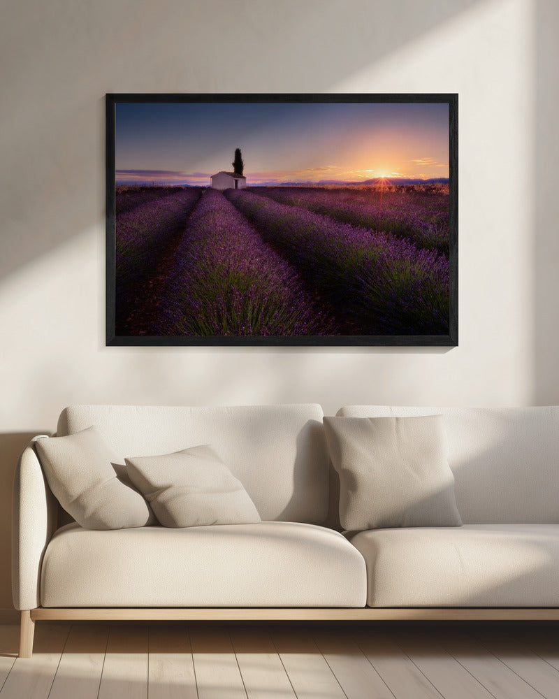 Provence Lavender | Canvas