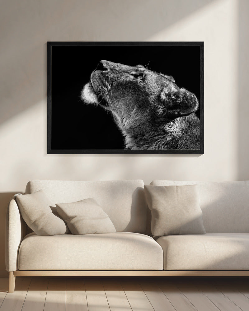 Looking Up | Canvas