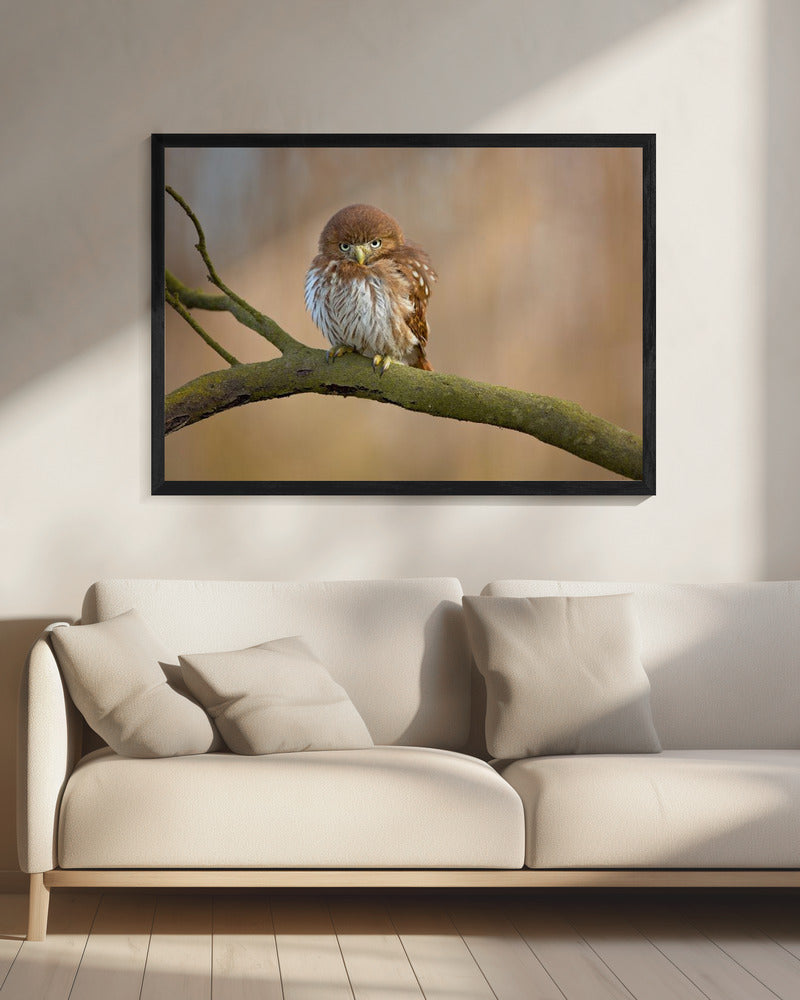 Ferruginous pygmy owl | Canvas