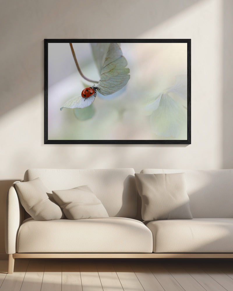 Ladybird on blue-green hydrangea | Canvas