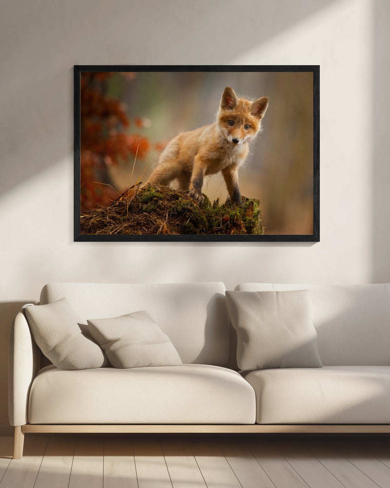 Fox | Canvas