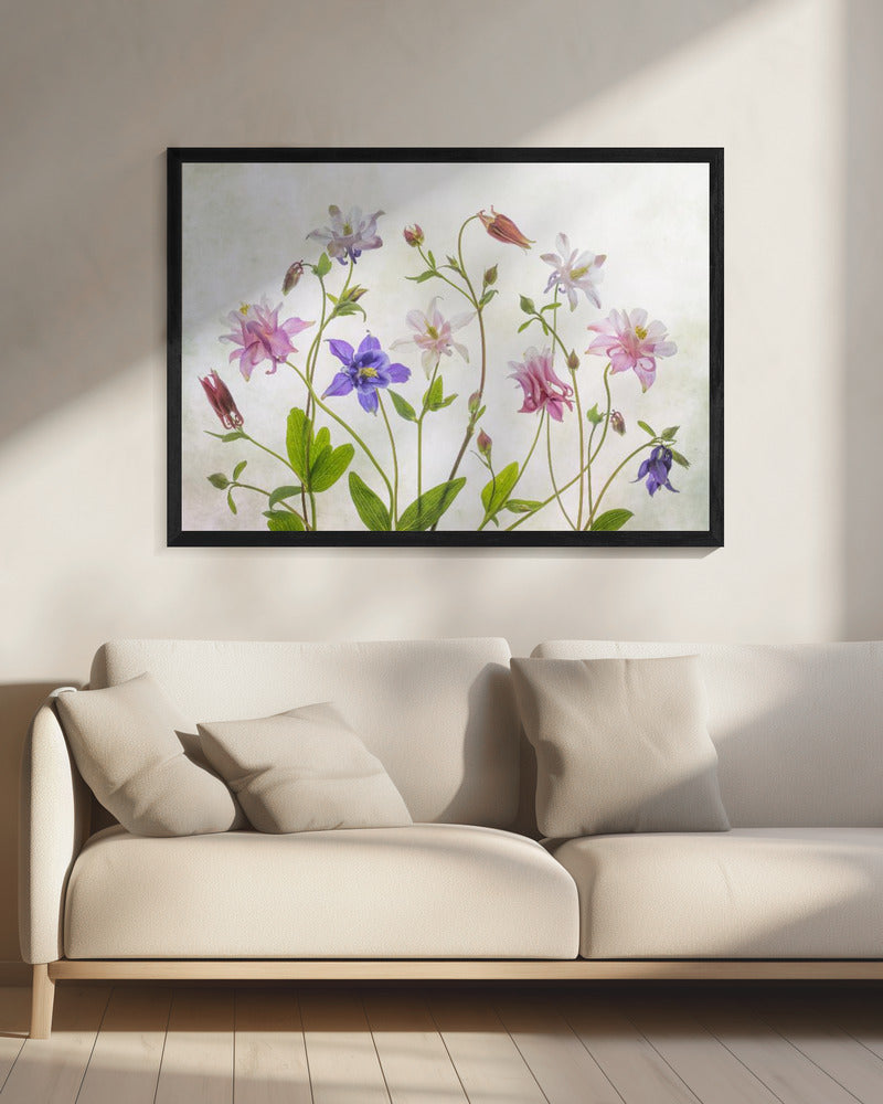 Columbine | Canvas