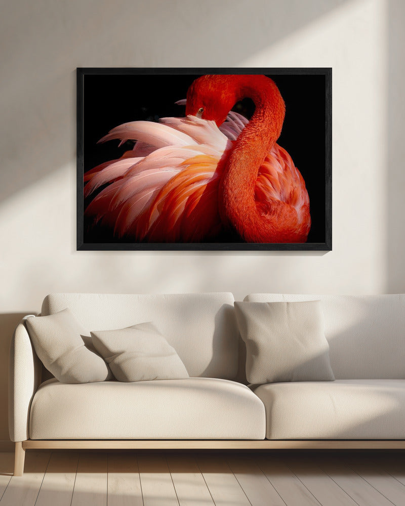 flamingo | Canvas