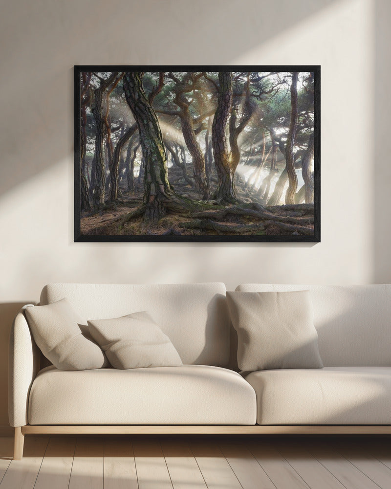 Sacred Pine Trees | Canvas