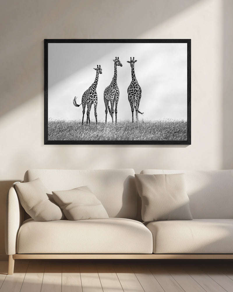 Giraffes in the Mara plains | Canvas