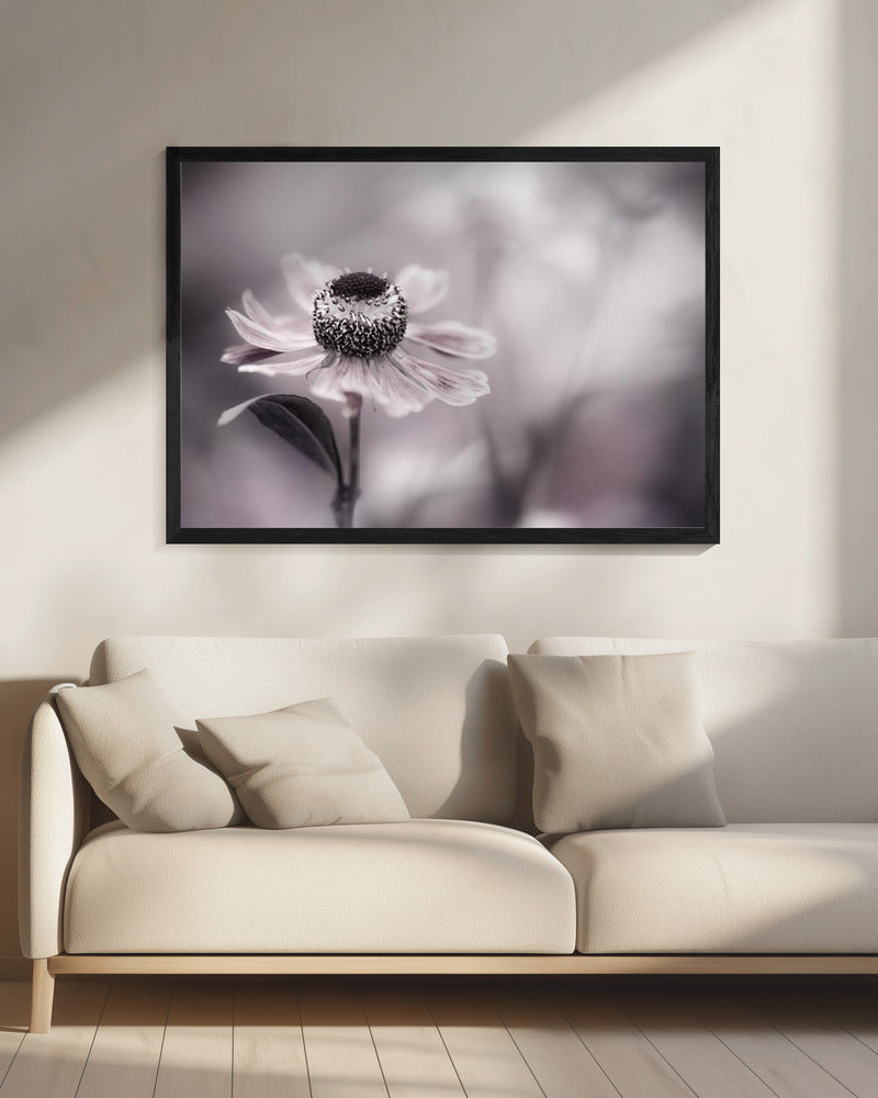 Helenium | Canvas