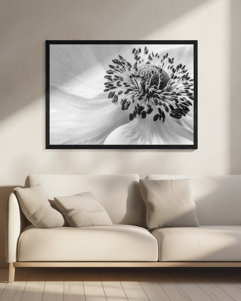Anemone | Canvas