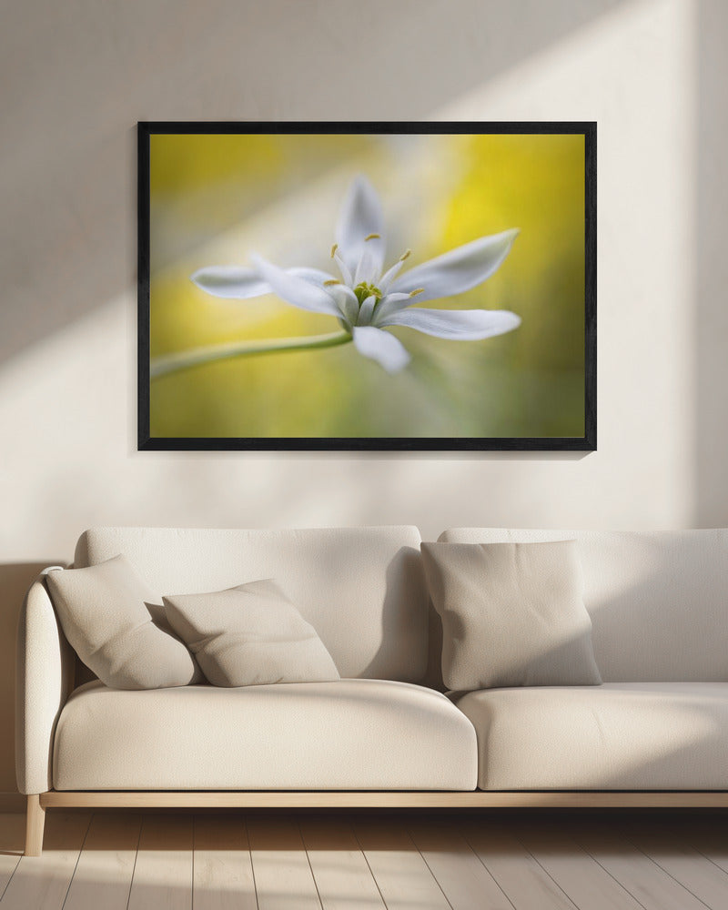 Ornithogalum | Canvas