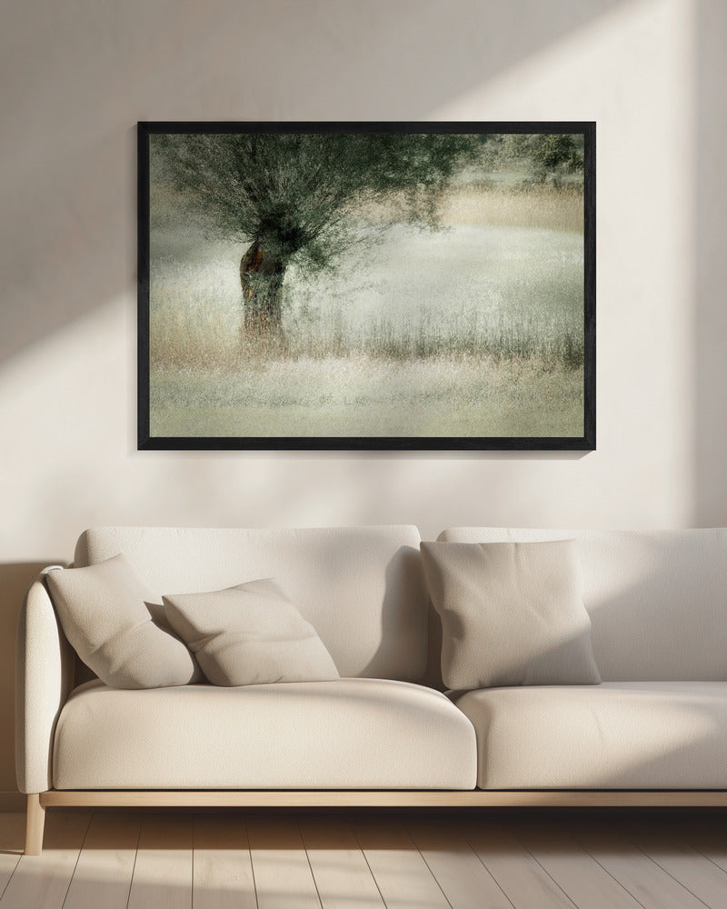 Willow | Canvas