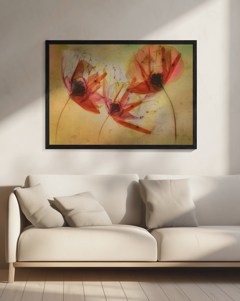 Poppy seeds | Canvas