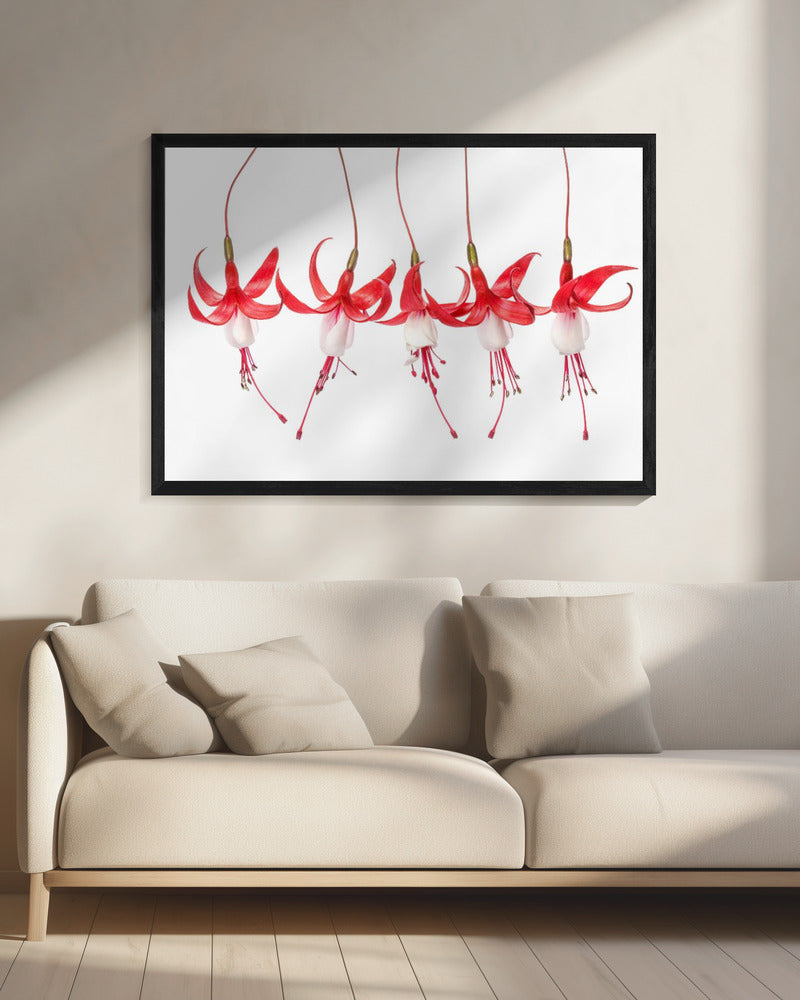 Fuchsia | Canvas