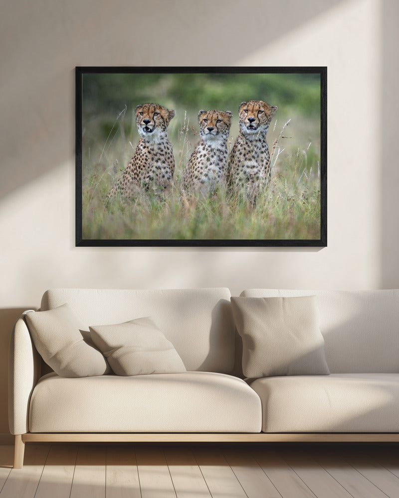 Cheetah cubs | Canvas