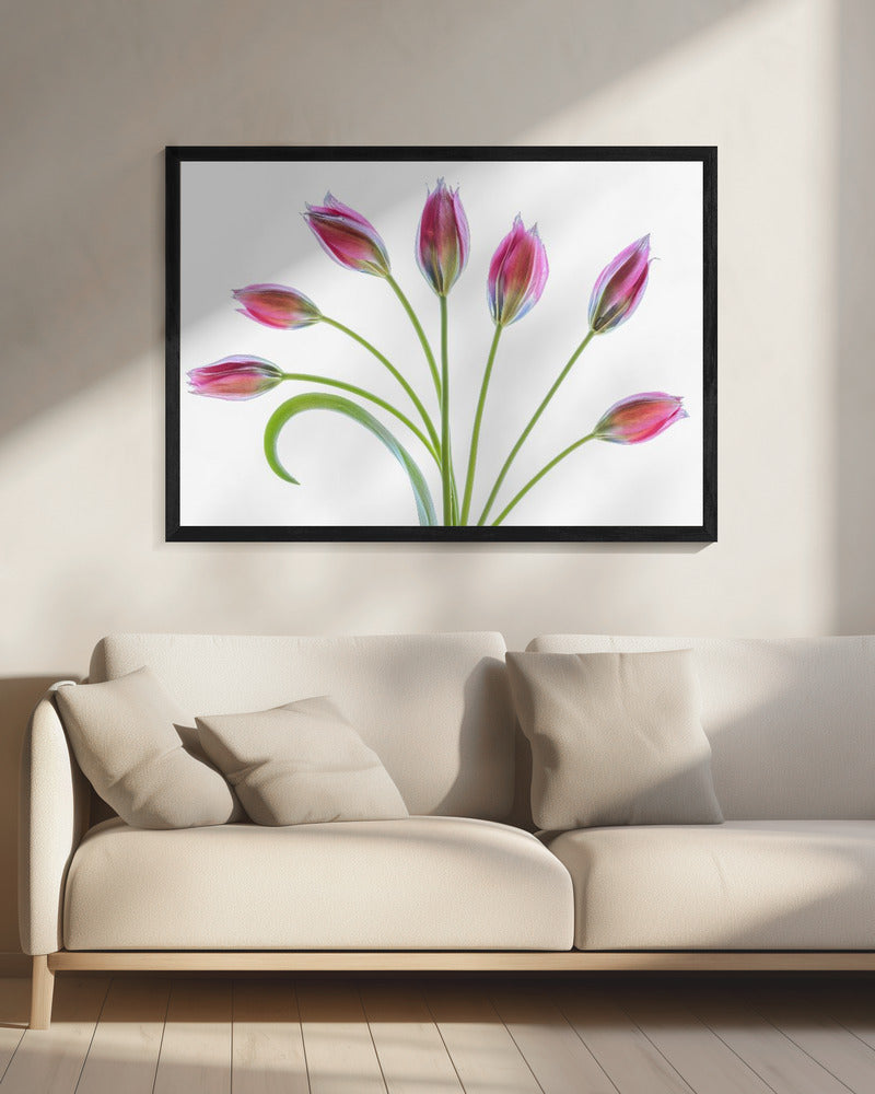 Tulipa | Canvas