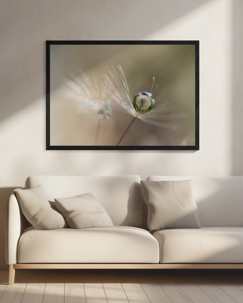 Star of dandelion | Canvas