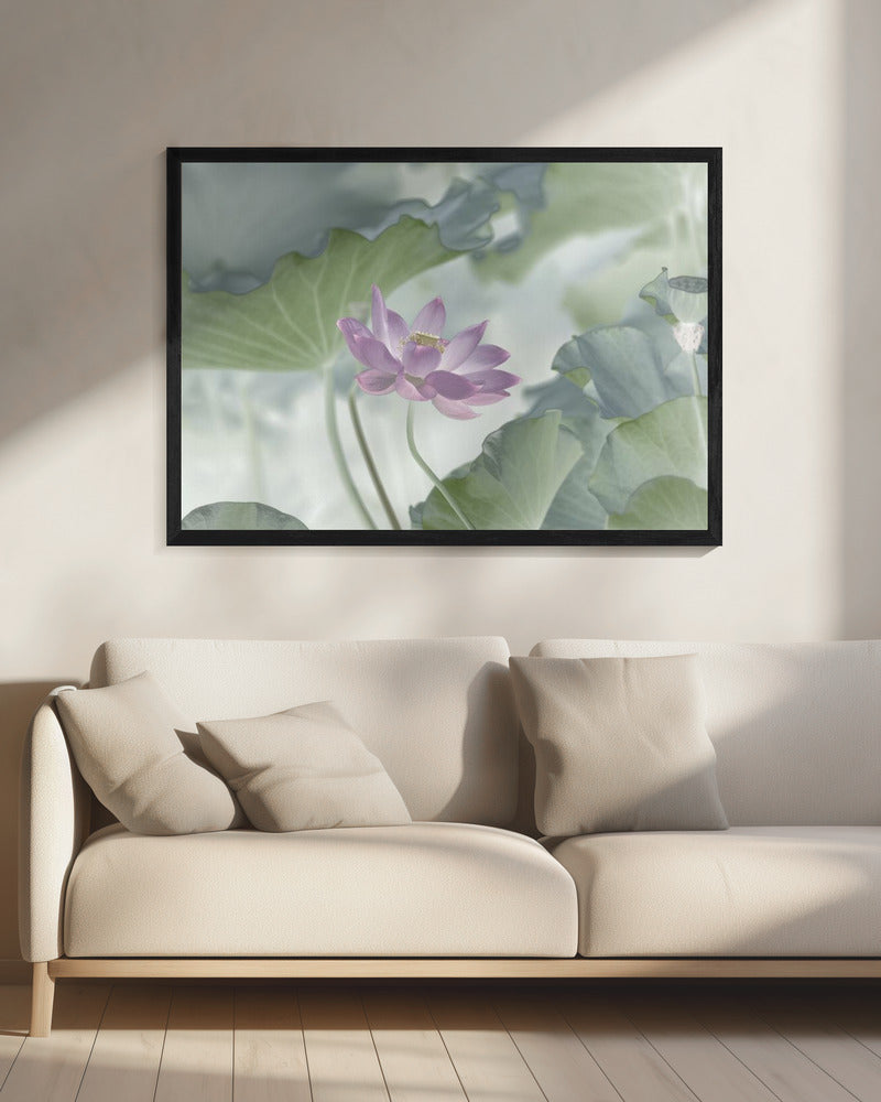 Lotus | Canvas