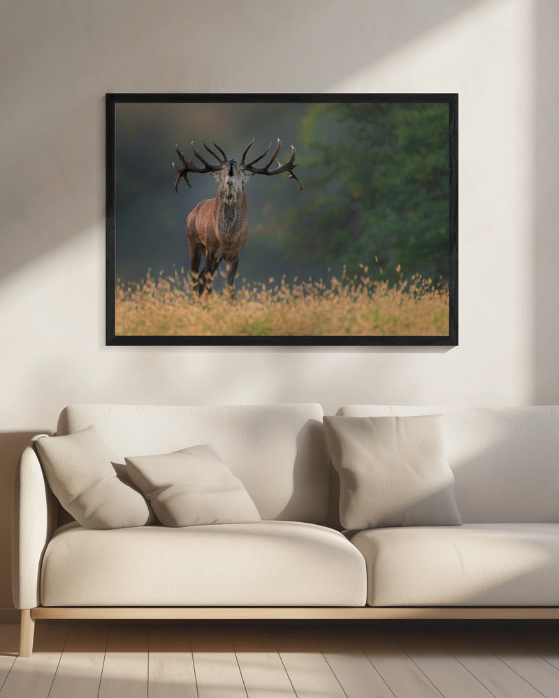 Deer wedding Song | Canvas