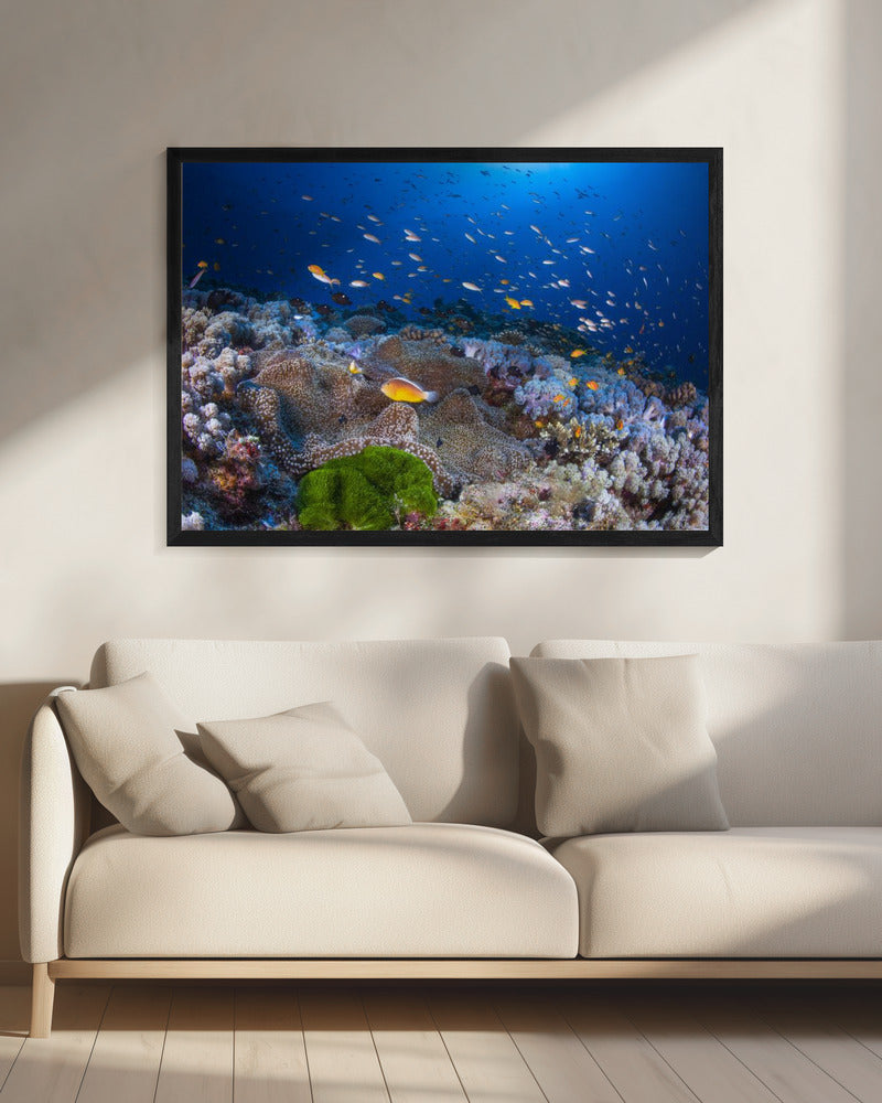 Anemon and Anthias | Canvas