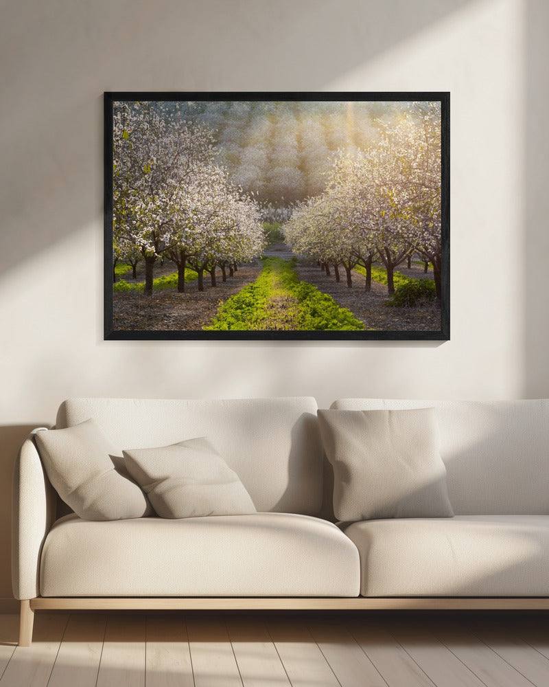 Golden Almonds | Canvas
