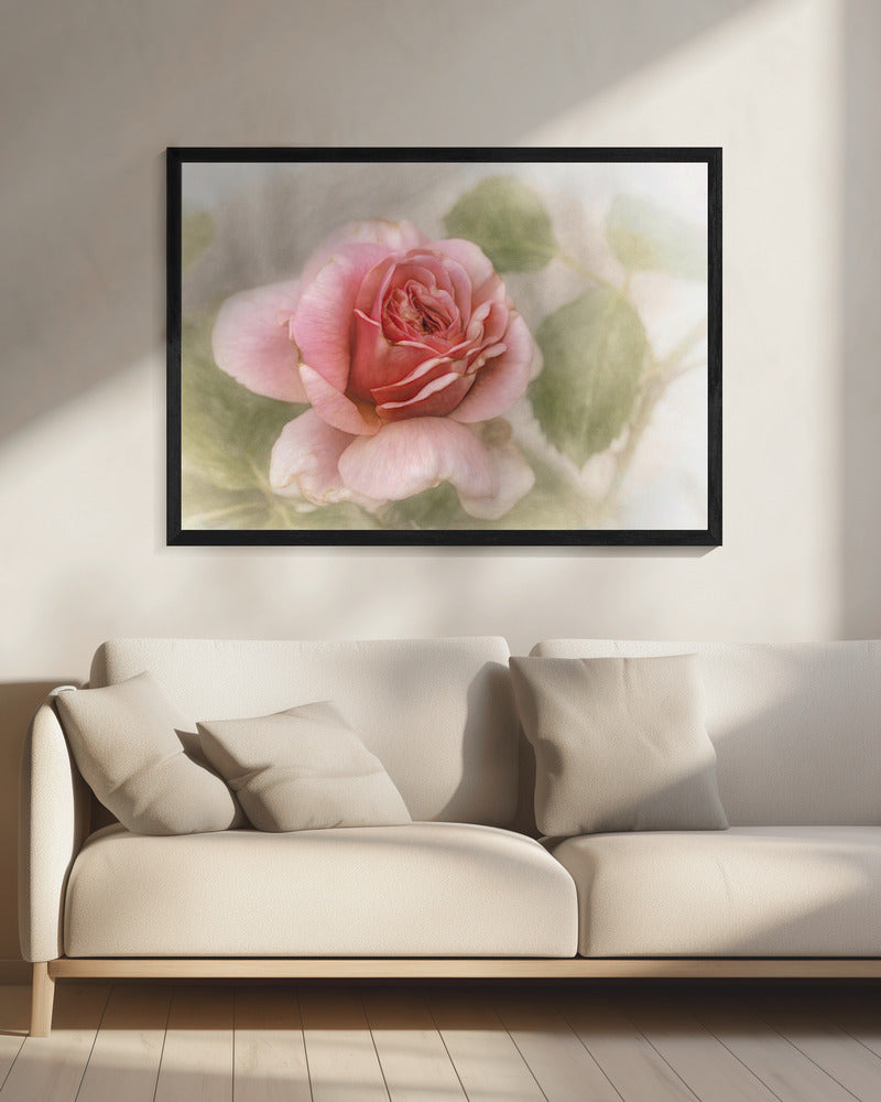smooth rose | Canvas
