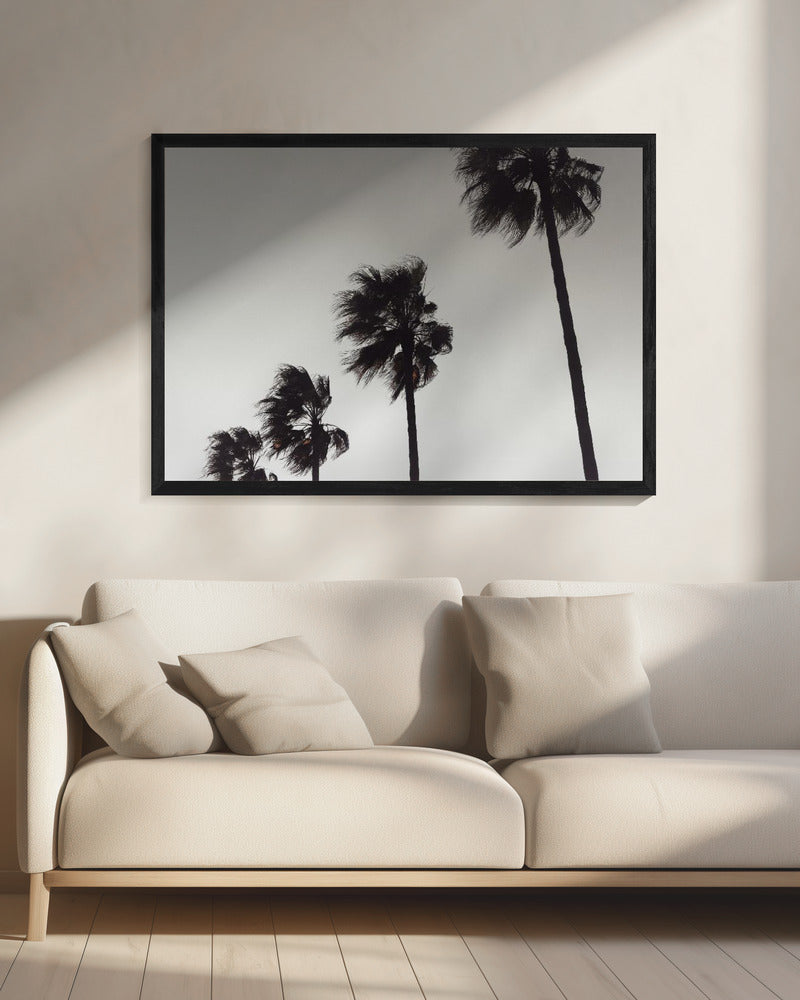 Palm_004 | Canvas