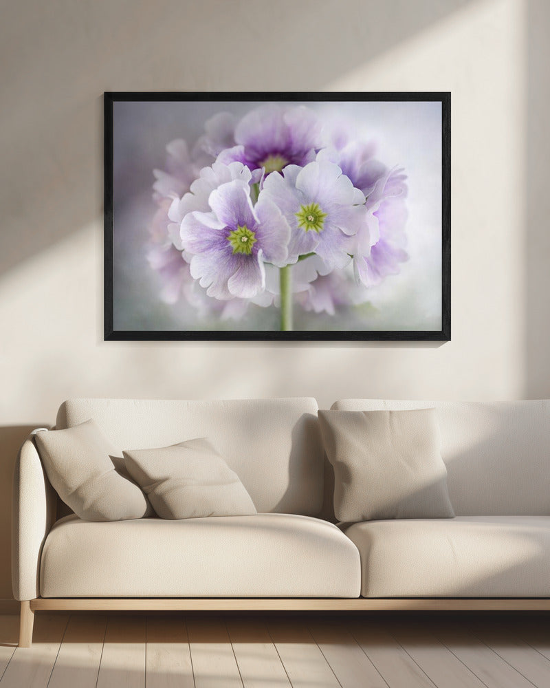 Primula | Canvas