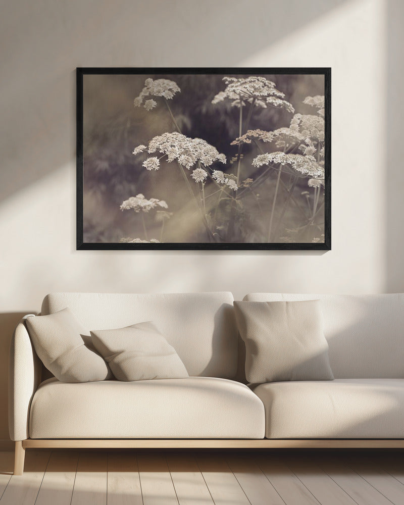Wild Parsley | Canvas