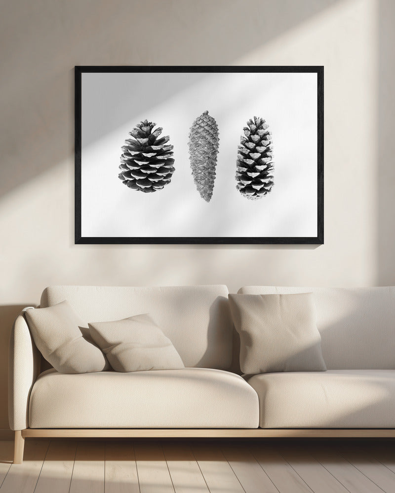 Pine Cone Study | Canvas