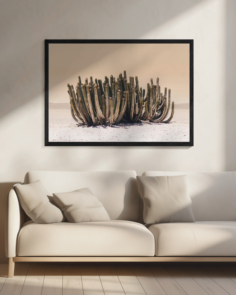 Peach Sky Cactus | Canvas
