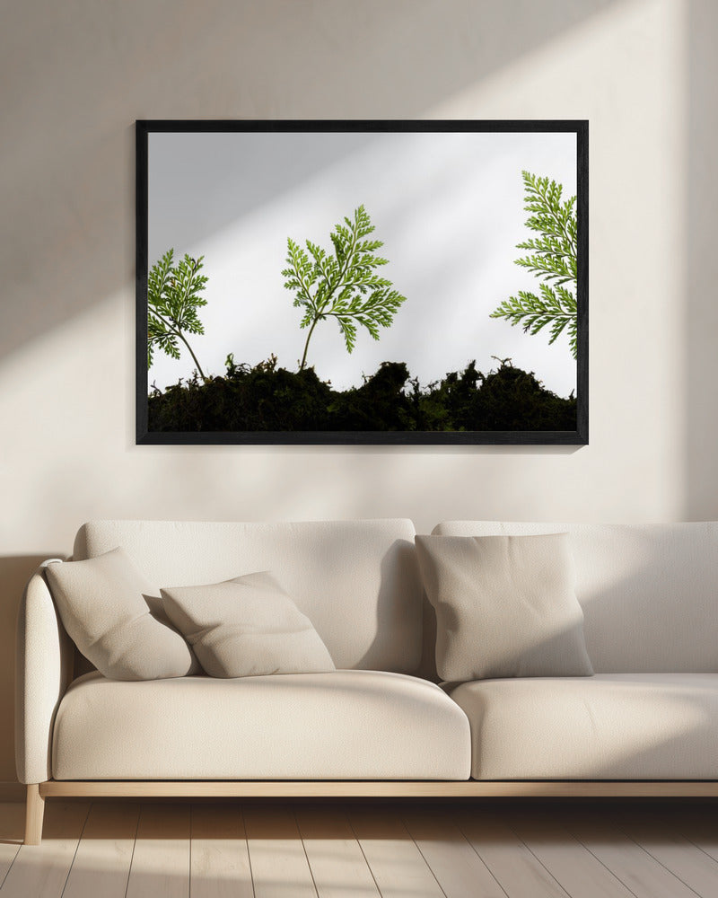 Fern Detail | Canvas