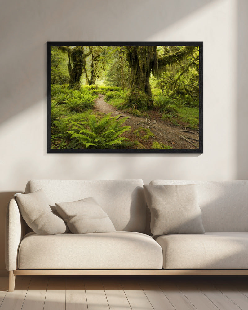Hoh Rainforest | Canvas