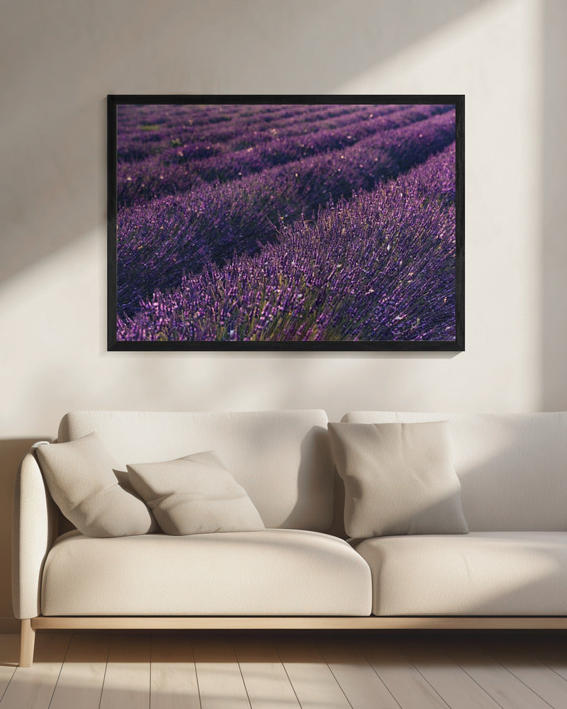 Provence Lavender | Canvas