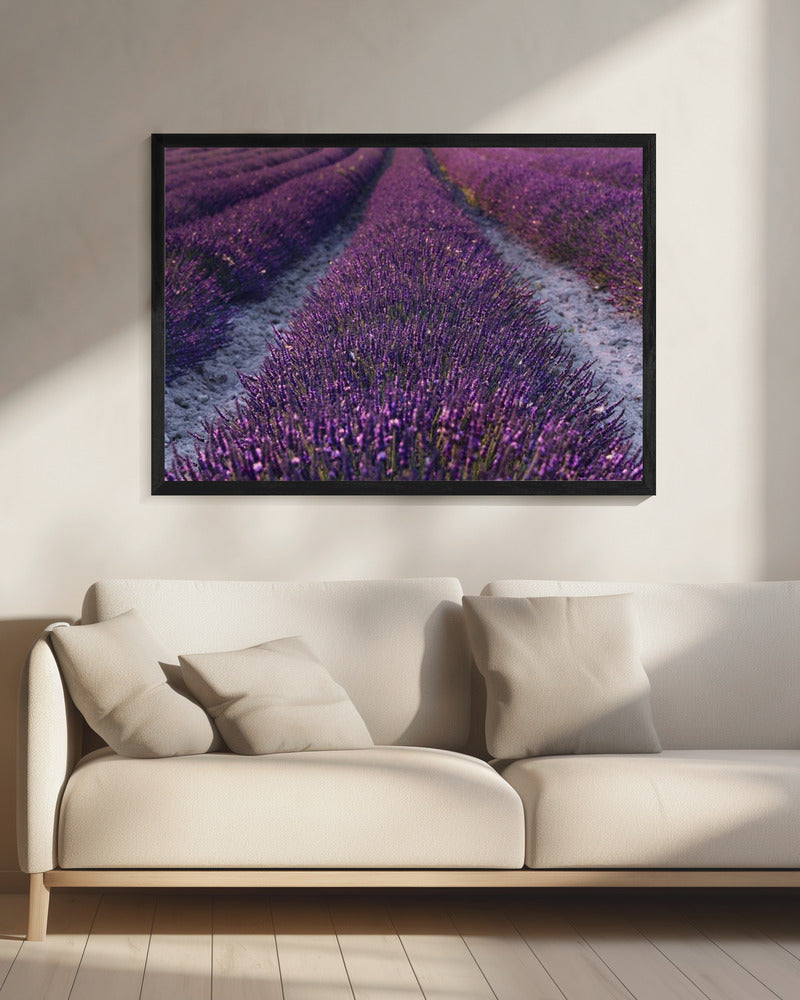 Lavender Detail | Canvas