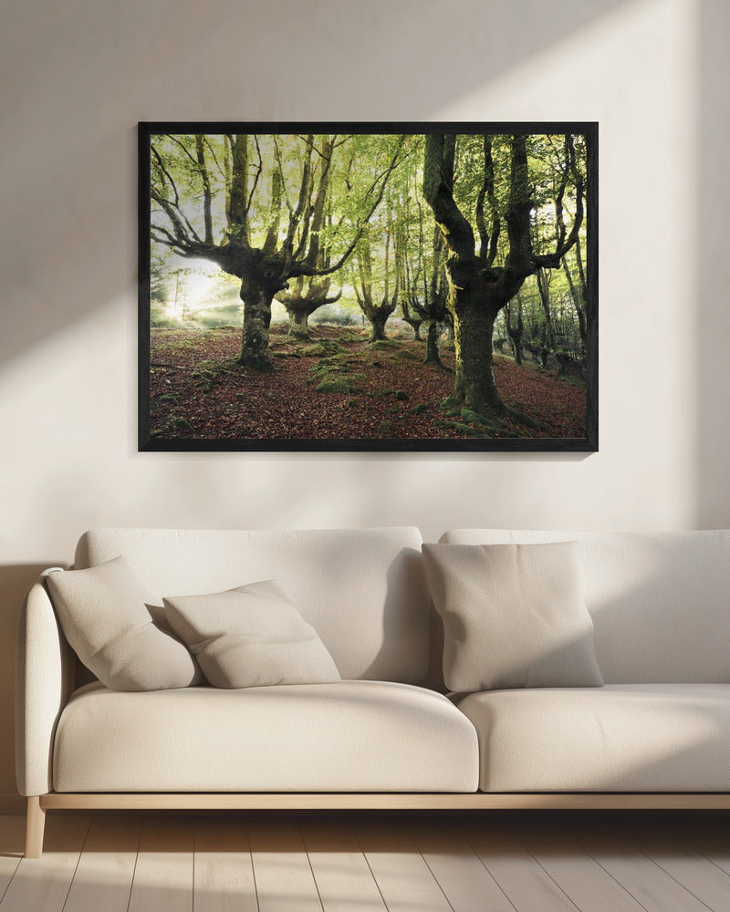 Magic Grove | Canvas