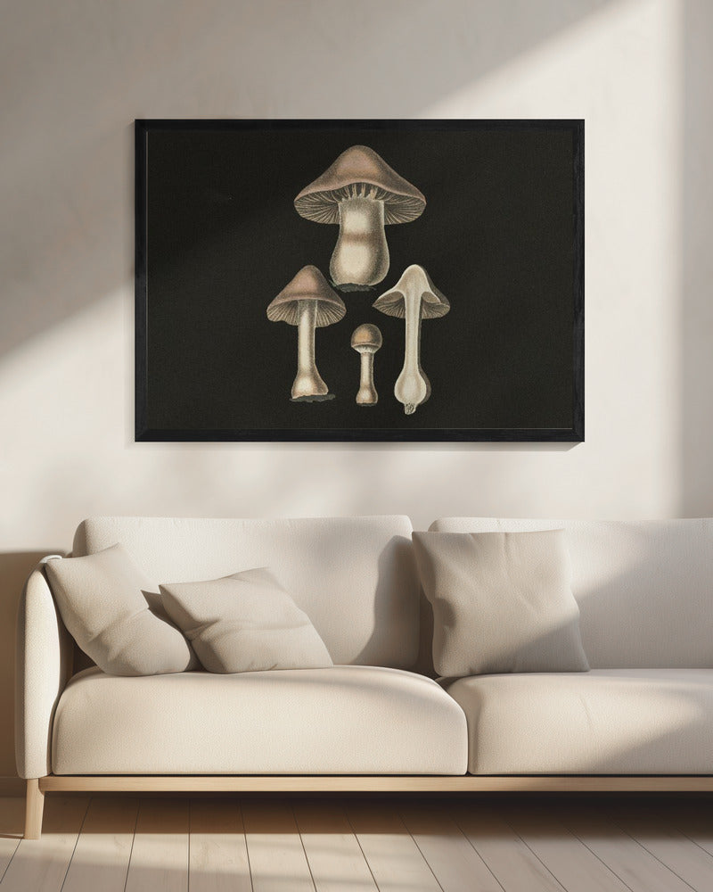 Agaricus Bulbosus Dark Background | Canvas
